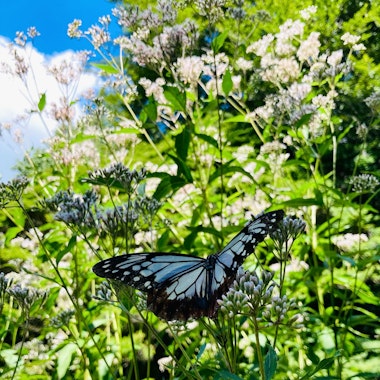 Rokko Alpine Botanical Garden Rokko Alpine Botanical Garden
