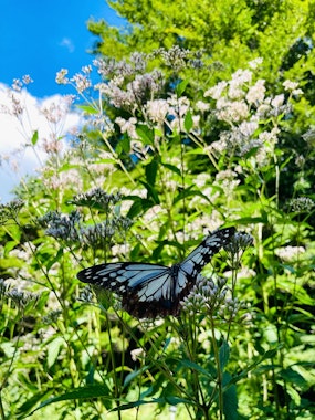 Rokko Alpine Botanical Garden