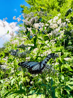 Rokko Alpine Botanical Garden