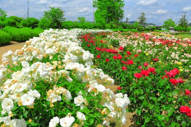 RSK Rose Garden