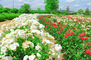 RSK Rose Garden