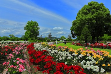RSK Rose Garden