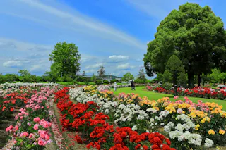 RSK Rose Garden