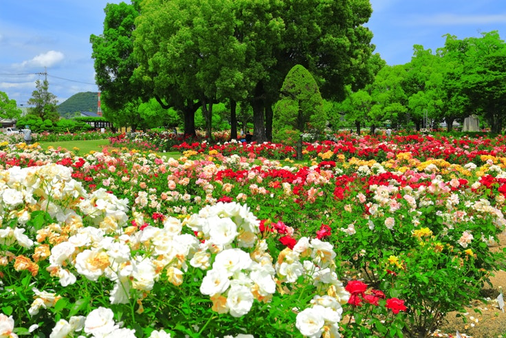 RSK Rose Garden