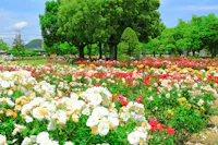 RSK Rose Garden