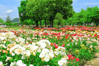 RSK Rose Garden