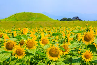 Saitobaru Burial Mounds