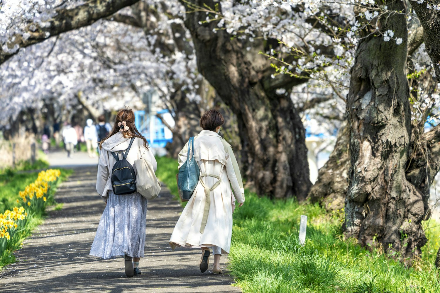 Shiroishi River Bank Hitome Senbonzakura
