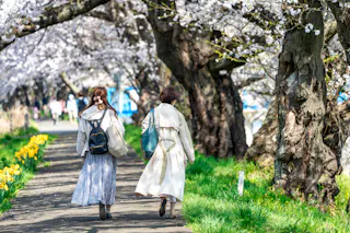 Two women in light coats walk along a tree-lined path with blooming cherry blossoms and yellow flowers, enjoying a spring day. The trees create a scenic canopy overhead.