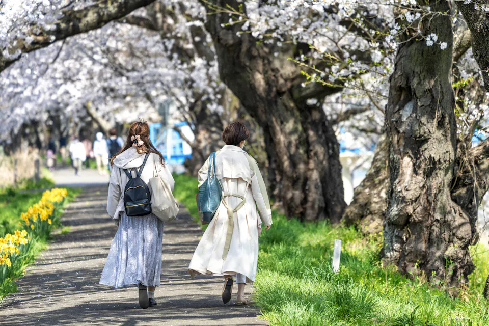 Shiroishi River Bank Hitome Senbonzakura