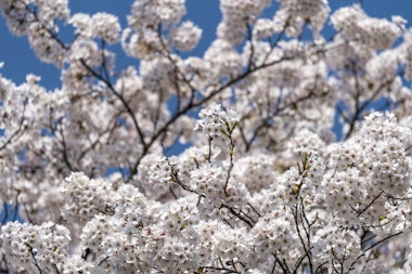 A close-up of cherry blossom branches covered in clusters of small white flowers, set against a clear blue sky.