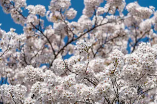 A close-up of cherry blossom branches covered in clusters of small white flowers, set against a clear blue sky.