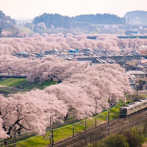 Shiroishi River Bank Hitome Senbonzakura A scenic view of cherry blossom trees in full bloom lining a river and railway, with houses and hills in the background under a hazy sky. A train travels along the tracks amid the pink blossoms.