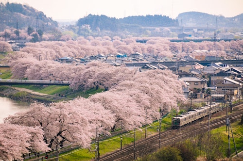 A scenic view of cherry blossom trees in full bloom lining a river and railway, with houses and hills in the background under a hazy sky. A train travels along the tracks amid the pink blossoms.