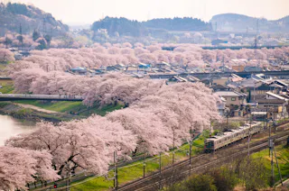 A scenic view of cherry blossom trees in full bloom lining a river and railway, with houses and hills in the background under a hazy sky. A train travels along the tracks amid the pink blossoms.