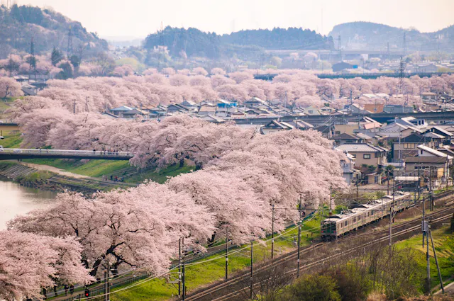 A scenic view of cherry blossom trees in full bloom lining a river and railway, with houses and hills in the background under a hazy sky. A train travels along the tracks amid the pink blossoms.