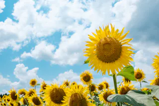 Tsunan Sunflower Square