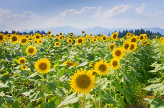 Tsunan Sunflower Square