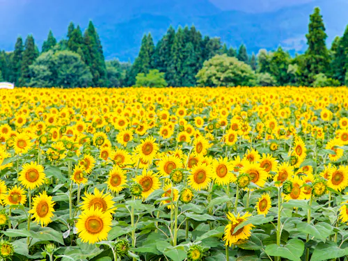 Tsunan Sunflower Square Tsunan Sunflower Square