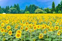 Tsunan Sunflower Square