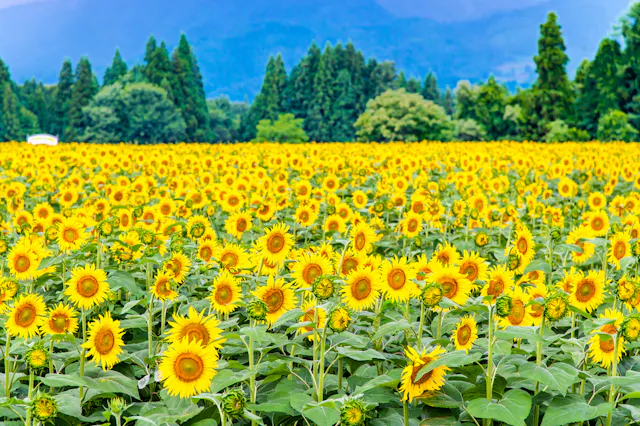 Tsunan Sunflower Square