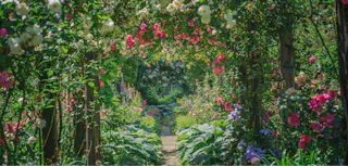 Acao Forest (Acao Herb & Rose Garden)