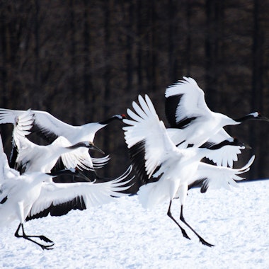 Akan International Crane Center Akan International Crane Center