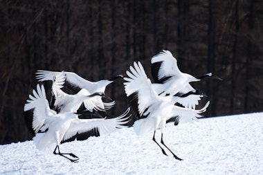 Akan International Crane Center