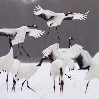 Akan International Crane Center Akan International Crane Center