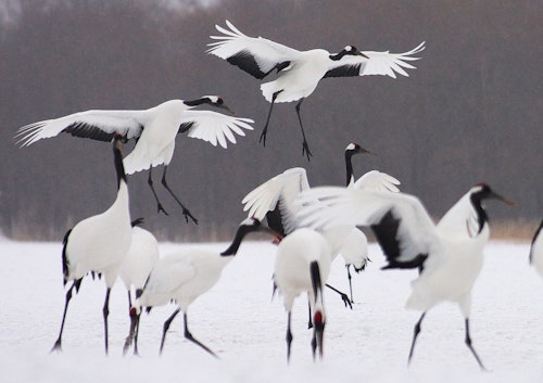 Akan International Crane Center