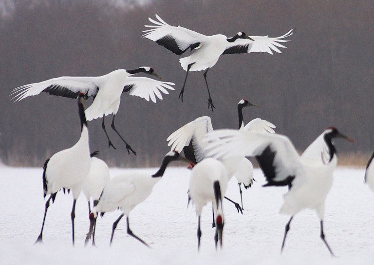 Akan International Crane Center