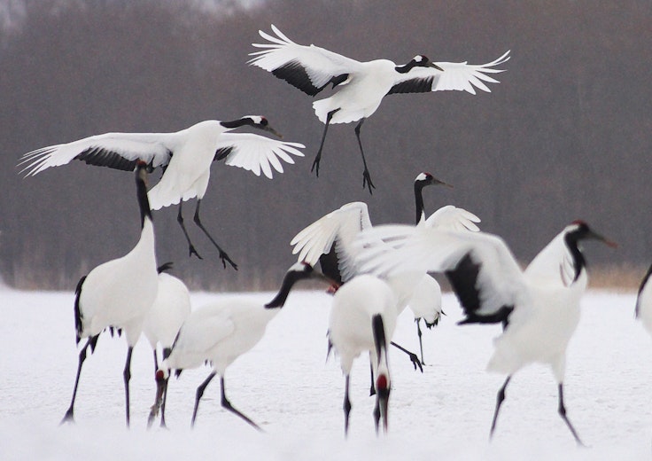 Akan International Crane Center