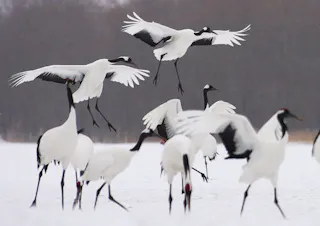 Akan International Crane Center