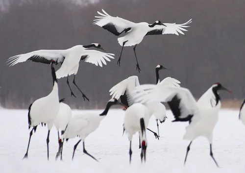 Akan International Crane Center