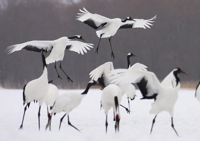 Akan International Crane Center