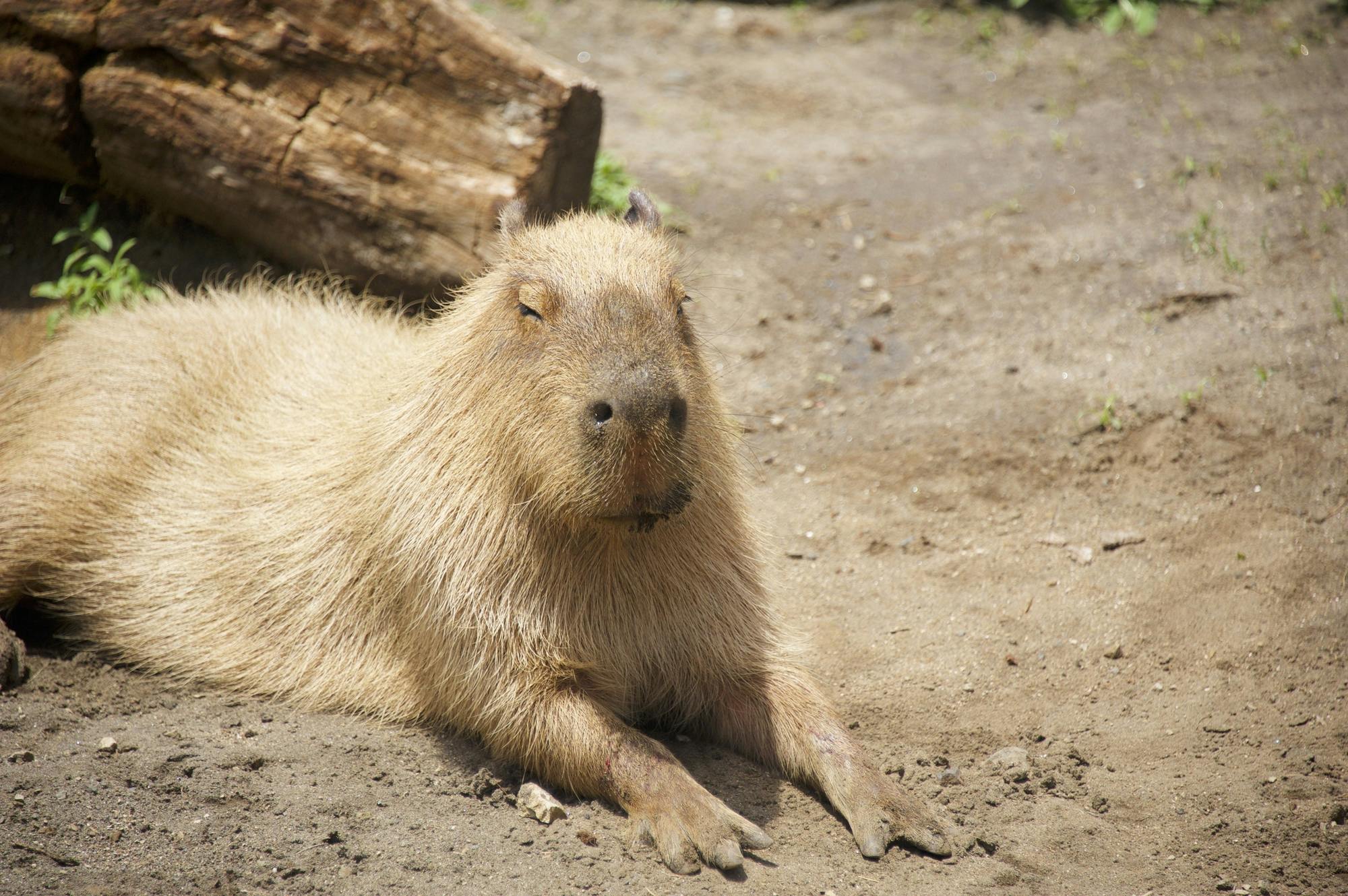 Aloha Garden Tateyama