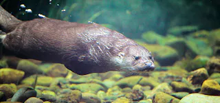 Aquamarine Fukushima