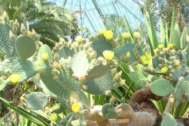 Hakodate Tropical Botanical Garden