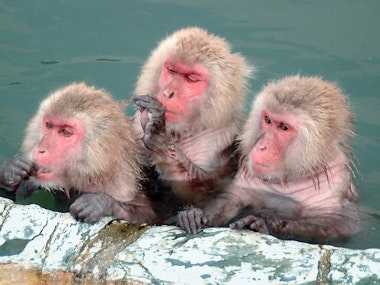 Hakodate Tropical Botanical Garden