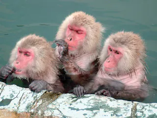 Hakodate Tropical Botanical Garden