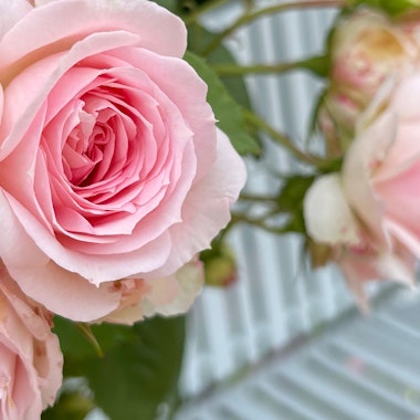 Hamamatsu Flower Park Hamamatsu Flower Park