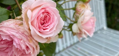 Hamamatsu Flower Park