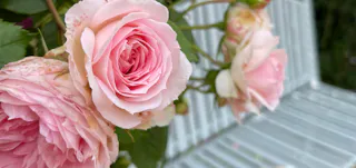 Hamamatsu Flower Park