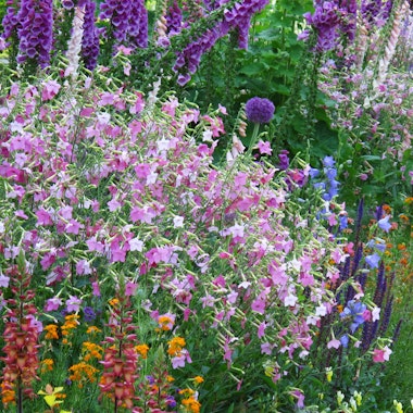 Hamamatsu Flower Park Hamamatsu Flower Park