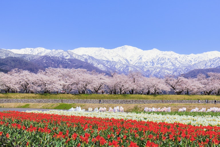 Asahi Funagawa "Spring Quartet"