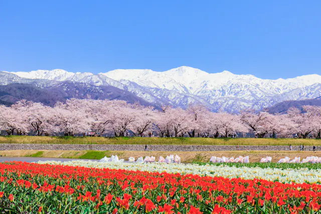 Asahi Funagawa "Spring Quartet"