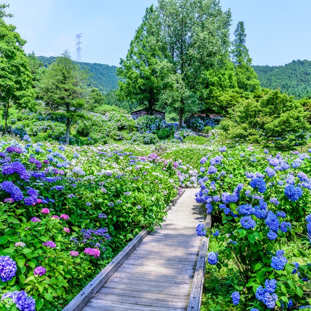 Maizuru Nature and Cultural Park, Kyoto - Trip To Japan