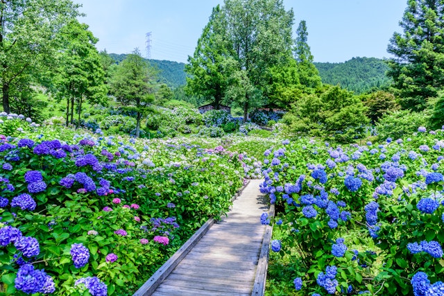 Maizuru Nature and Cultural Park, Kyoto - Trip To Japan