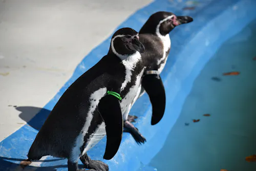 Kiryugaoka Zoo (Miraihehabatake Yamada Seisakusho)