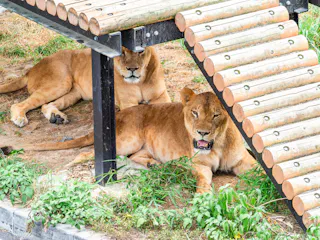 Kiryugaoka Zoo (Miraihehabatake Yamada Seisakusho)